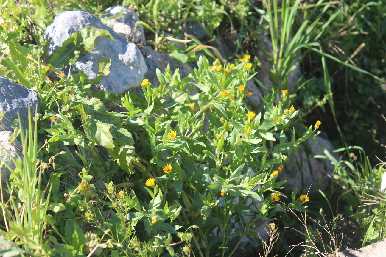Plant Image